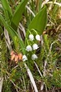 Convallaria majalis